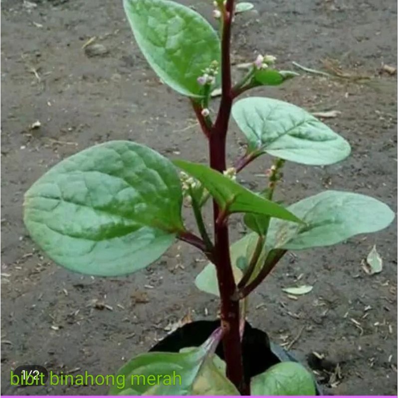 

bibitbinahongungu