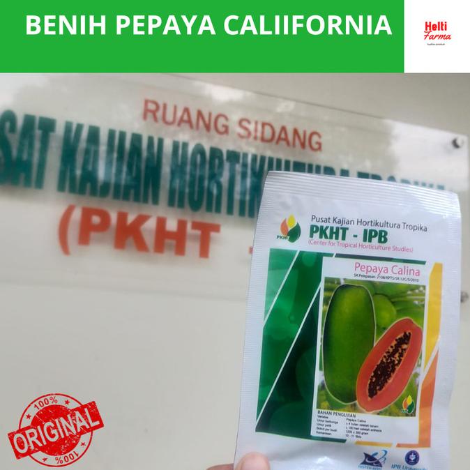 Benih Pepaya Calina/California IPB 9 PKHT-(250Butir)