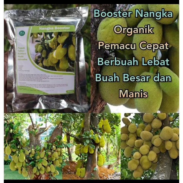 Pupuk Nangka Cepat Berbuah Pupuk Pelebat Buah Nangka Pupuk Booster Nangka Pupuk penyubur Daun dan Bu