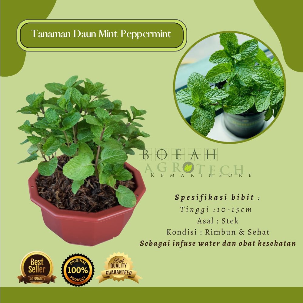 Bibit Tanaman Daun Mint untuk Infuse Water/Tanaman Daun Mint/ Tanaman Herbal Toga Mint(Peppermint)