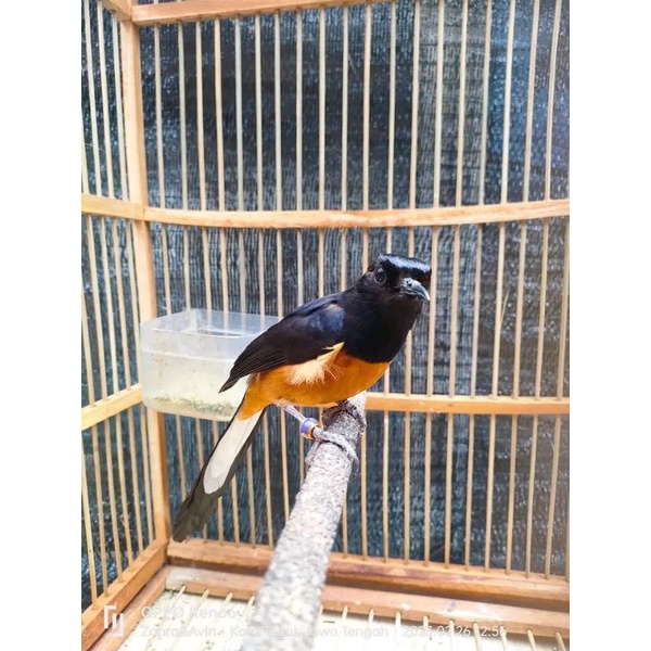 Burung murai Gacor dor bordan jadi muray Gacoran bunyi harian rawatan jantan