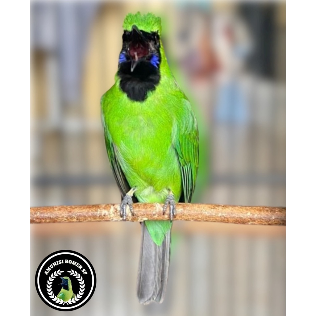Burung Cucak Hijau