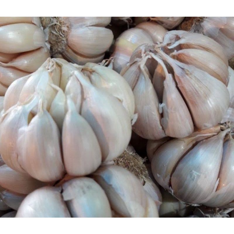 Bawang Putih Honan 1kg / Bawang Putih Banci 1kg