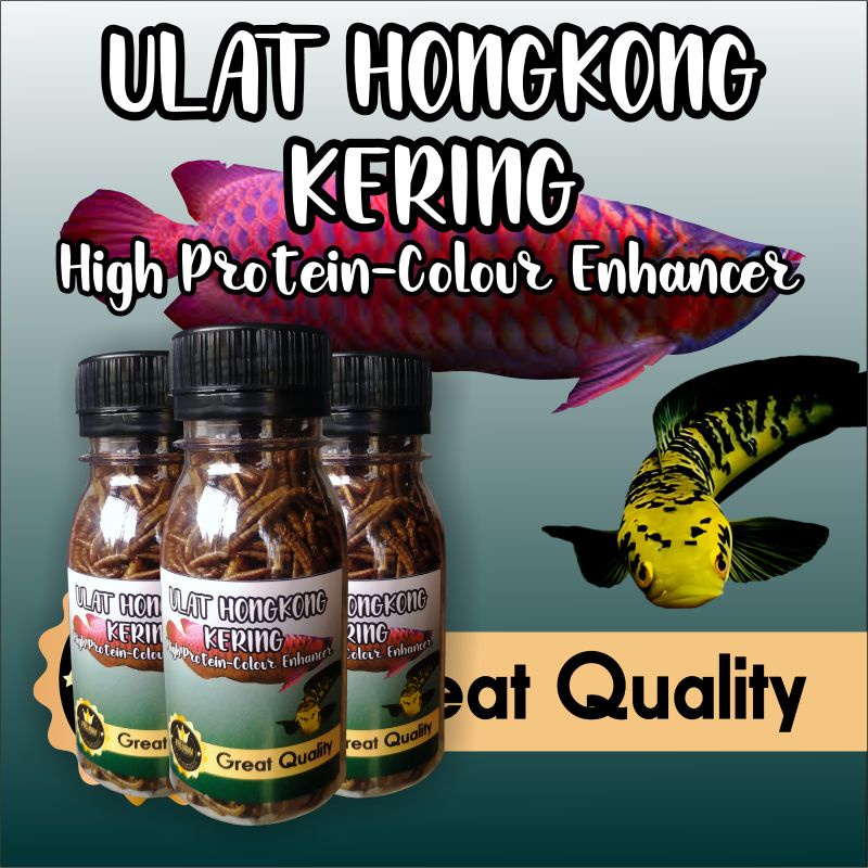 ulat hongkong kering pakan ikan hias dan predator channa arwana oscar