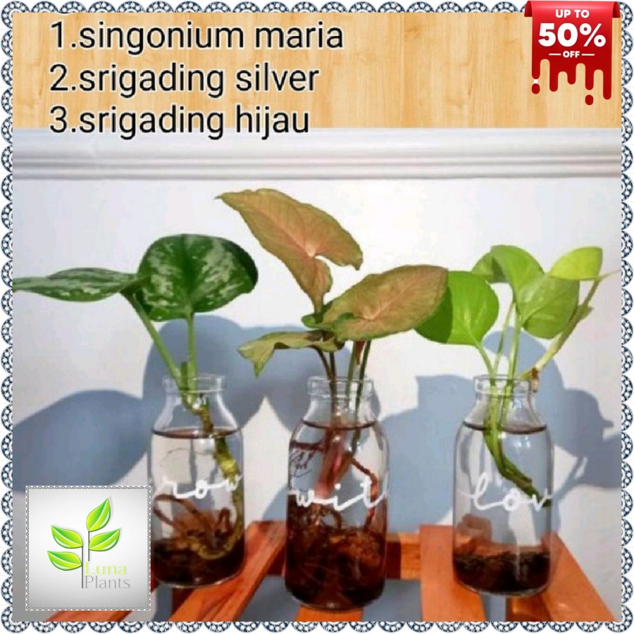 tanaman media air - tanaman hias paket media air