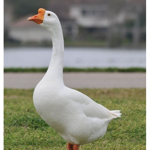 telur tetas angsa/soang putih fertil