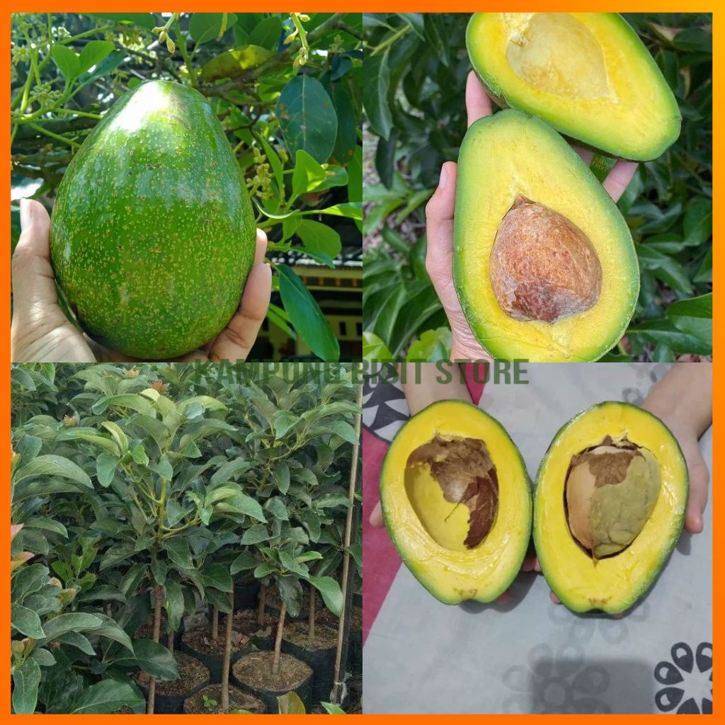 Bibit Tanaman Alpukat Mentega Jumbo Tinggi 1 Meter Up