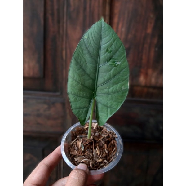 Alocasia reginae silver