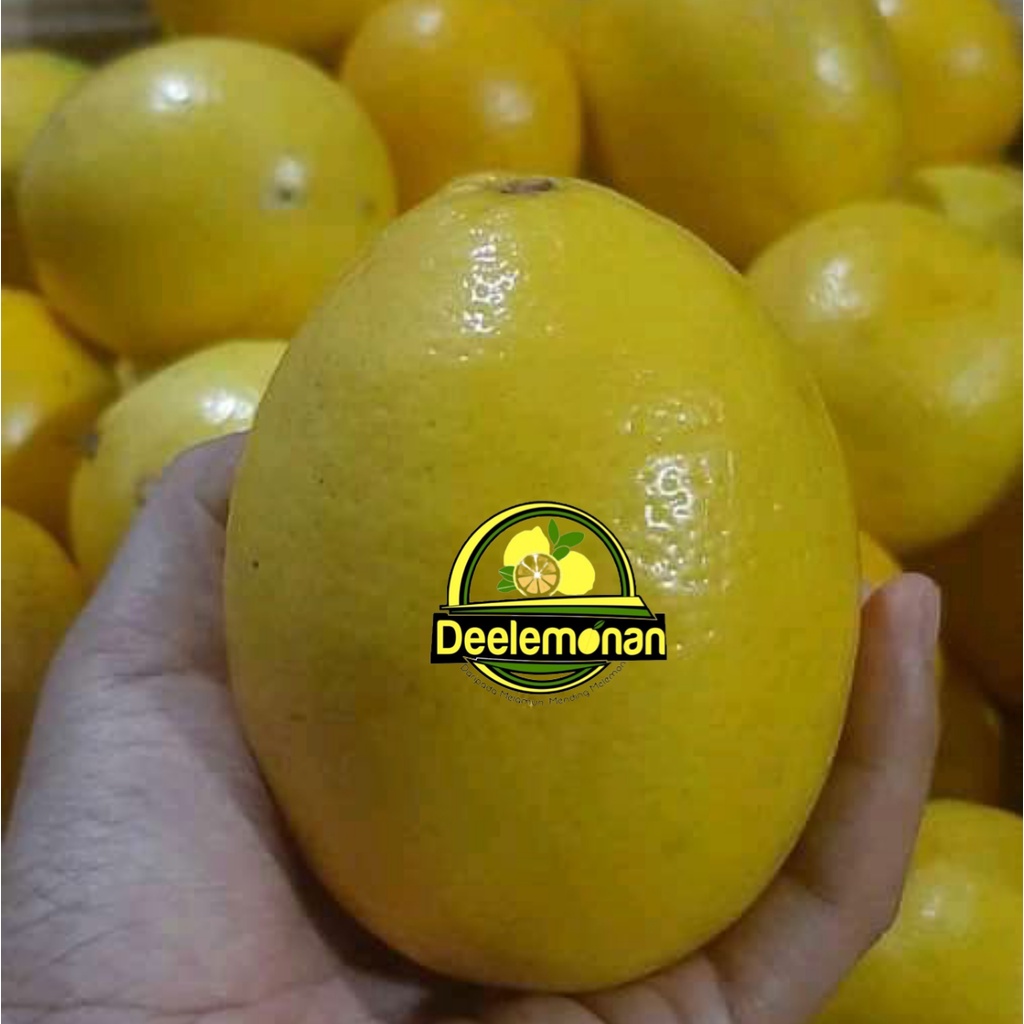 

Jeruk Lemon California Kualitas Super 1 Kg Jeruk Lemon Untuk Diet Jeruk Lemon Import Jeruk Lemon 1 kg