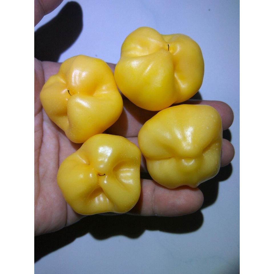 Benih Bibit Biji - Cabai Peach Fantasy (Baccatum) Chili Pepper Seeds