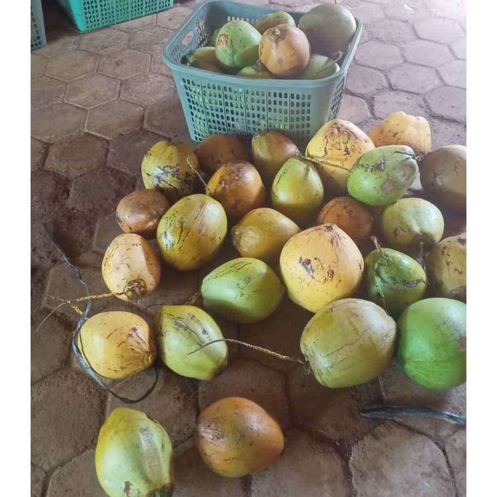 

kelapa kopyor murah dan bergaransi