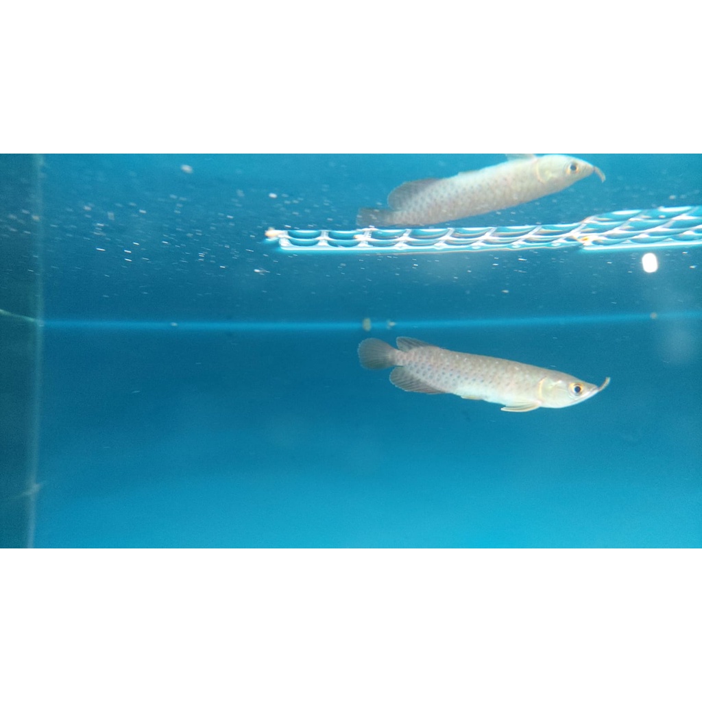 Ikan arwana Super Red lengkap serti+chip 100% asli SR , no minus, grade bagus Gen Chili Blood