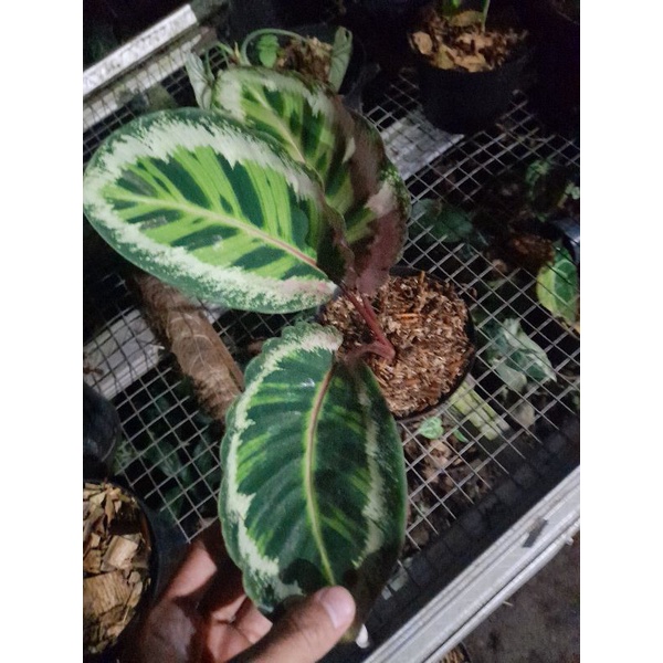 calathea angela