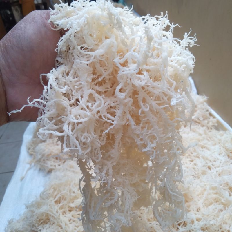 Rumput Laut Kering Kemasan 1Kg Untuk Es