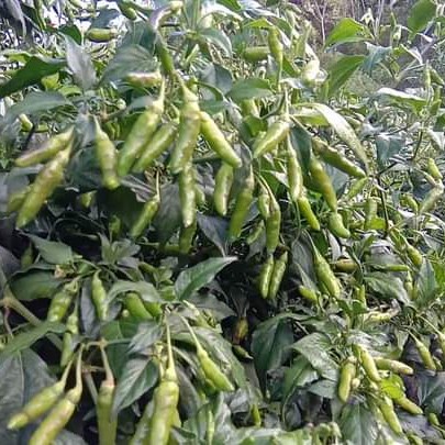 Benih Cabe Rawit Unggul Varietaz 22 - Bibit Cabe Varietas 22