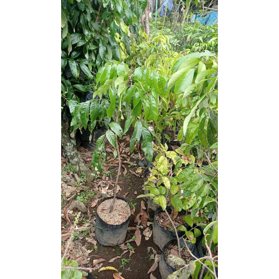 Bibit Lengkeng Itoh Cangkok