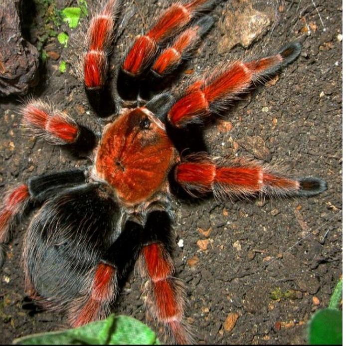 ➢ kartu exotic Brachypelma Boehmei sling iklan L718 ✺