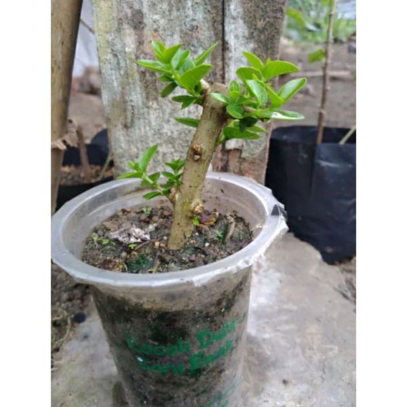 bonsai Sancang mame bahan bonsai