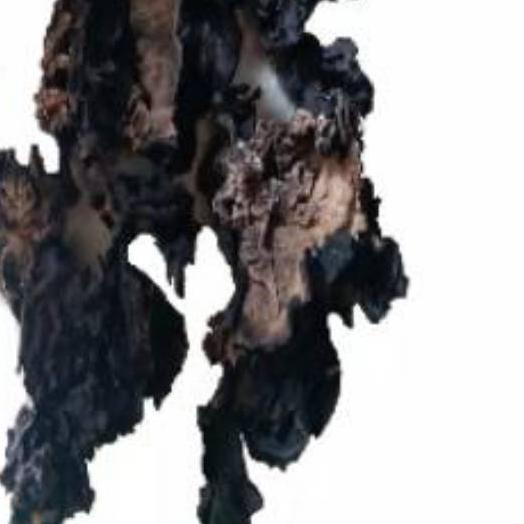 

☞ 1kg | r kuping hitam kering | Dried Black Fungus SU Brand | r kuping sup kimlo tumis dan bahan olahan masakan lainnya ○