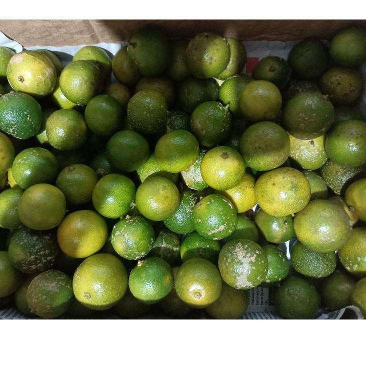 

❤[PROMO MURAH!!!]❤ Jeruk lemon cui/kasturi/sonkit