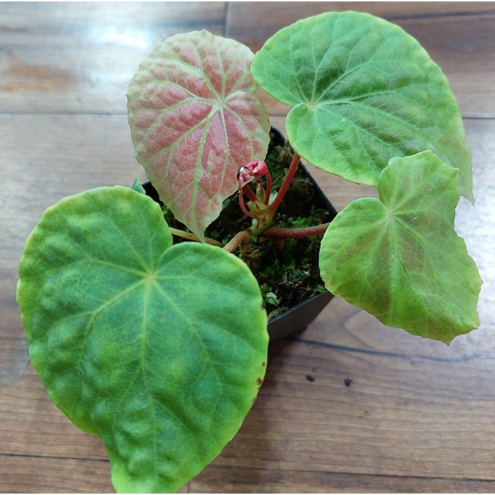 Begonia sp. Jambi