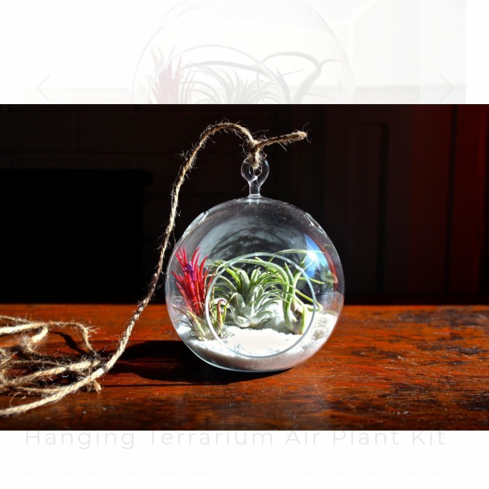 Vas Pot Tillandsia - Vas Kaca Terrarium Gantung