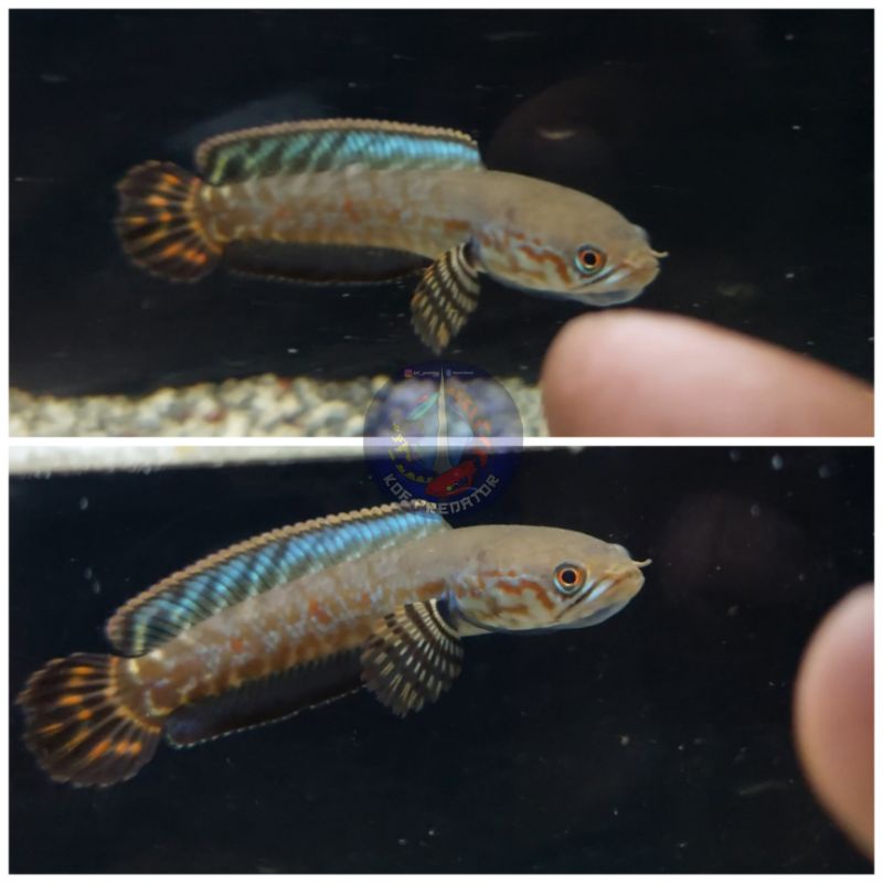 Hiasan Channa Bleheri 11 13 cm (Channa Pelangi/Rainbow Snakehead)