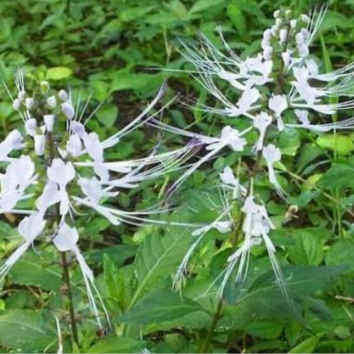 

Daun Kumis Kucing Segar 1,KG Tanaman Herbal Batu Ginjal Sakit Pinggang Pelancar Buang Air Kecil