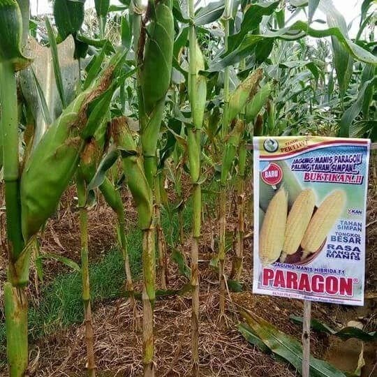 Benih / bibit Jagung manis Paragon