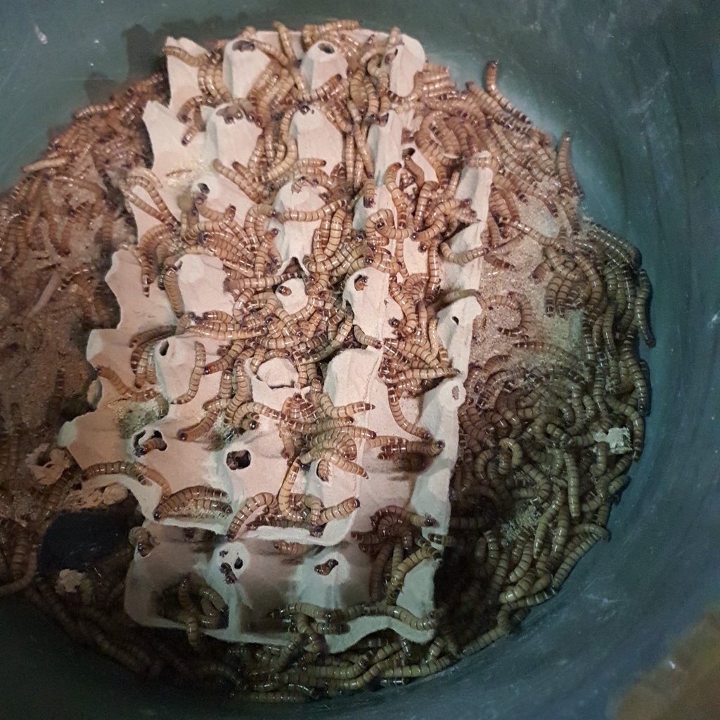 Ulat jerman Hidup 100gram