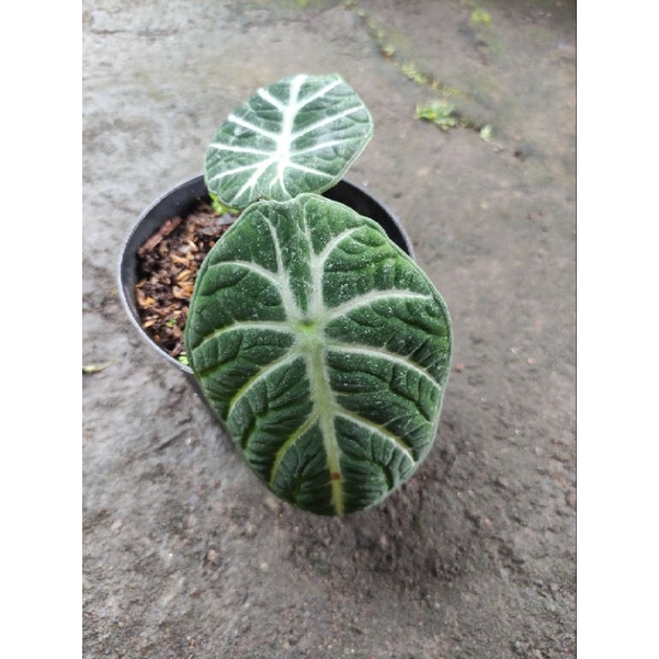 Alocasia Ninja Velvet