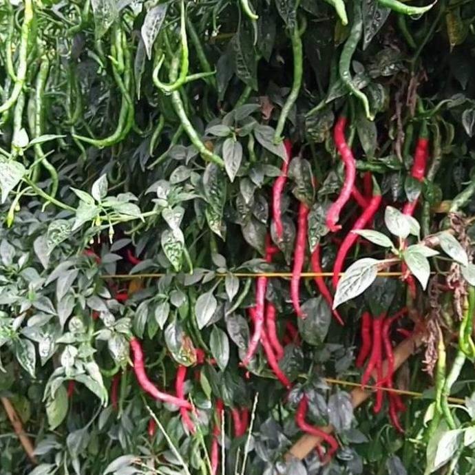 Bibit Cabe Merah Keriting Tinggi 2m LOKAL LEGUM 10gr - CMK LEGUM Benih
