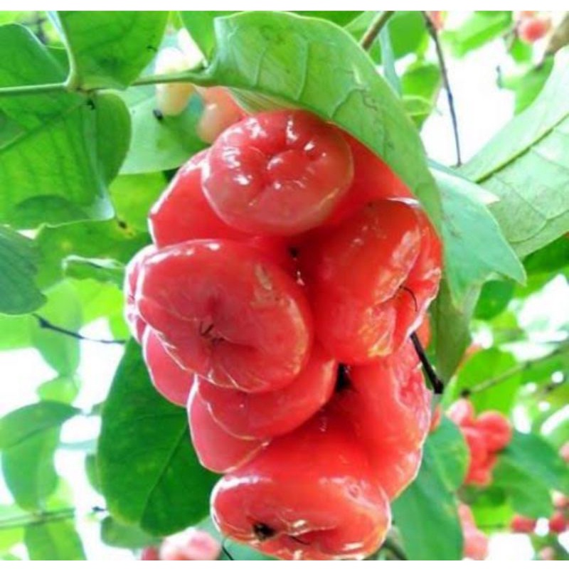 

JAMBU AIR RUJAKAN JAMBU MERAH PETISAN SEGAR