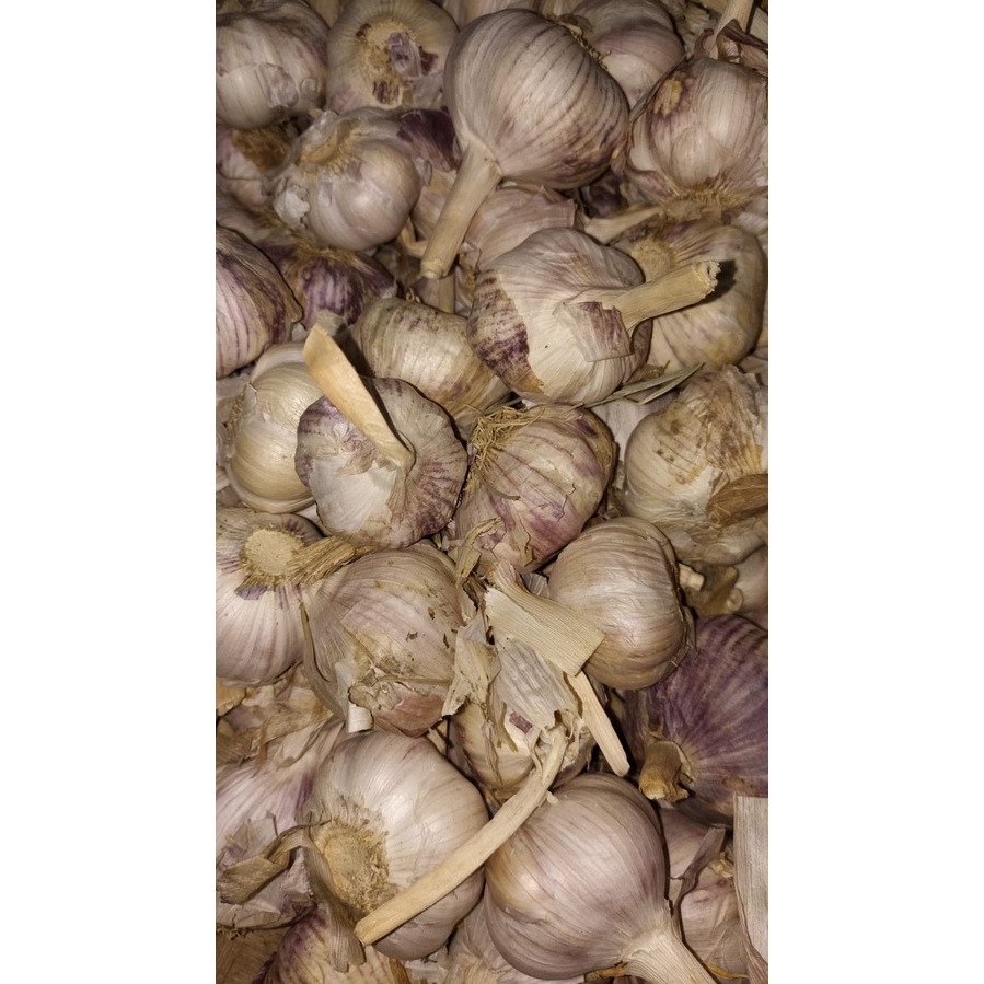 BAWANG PUTIH BANCI  KOTOR 1KG