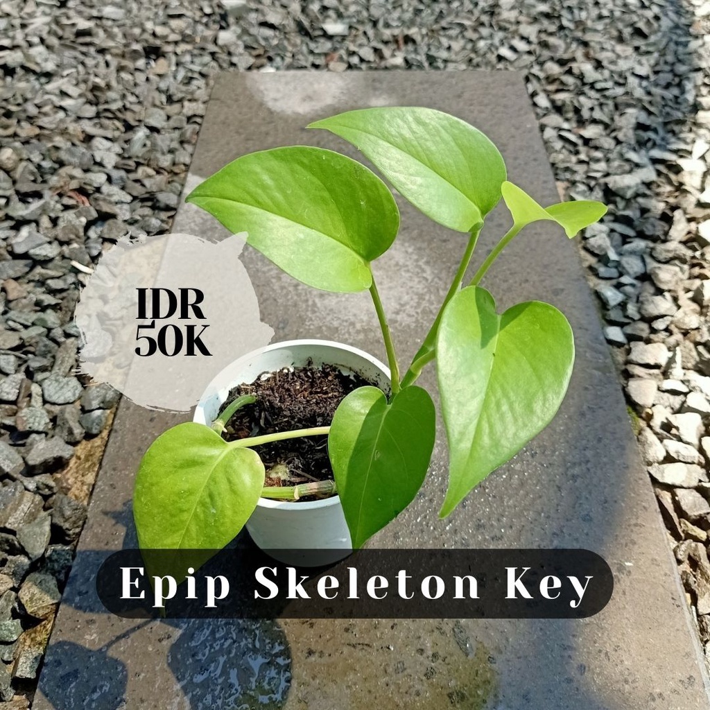 Epip Skeleton Key