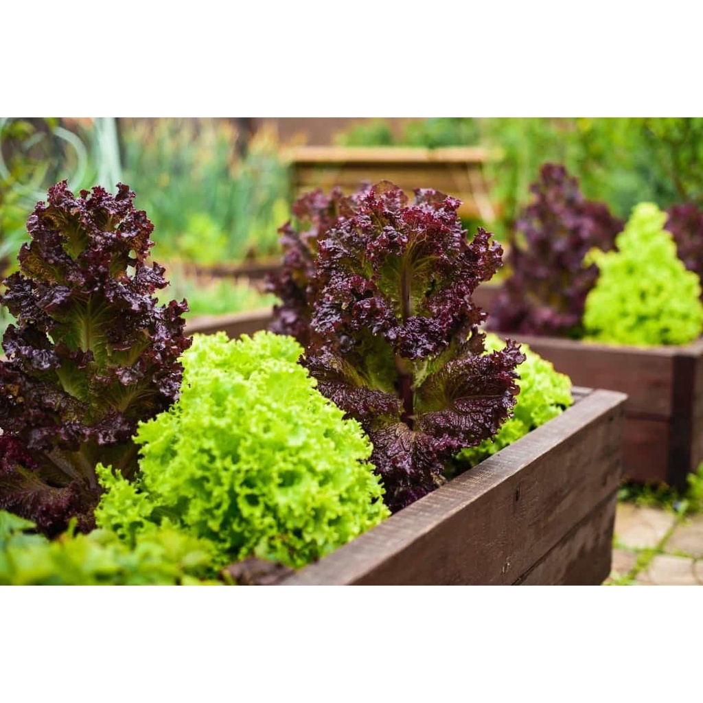 Benih Bibit Biji - Lettuce Salad Bowl Red &amp; Green Mixed Selada Campuran Seeds - IMPORT