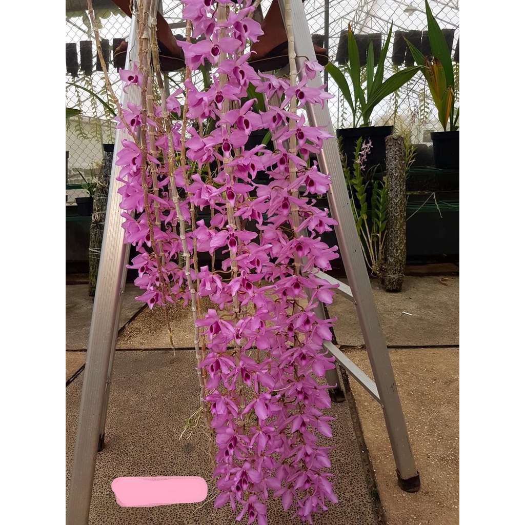 Anggrek jenis Annosmum