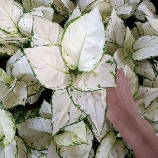 ☞ Aglonema Super White Tisu /Daun 8-9-10++ ➪
