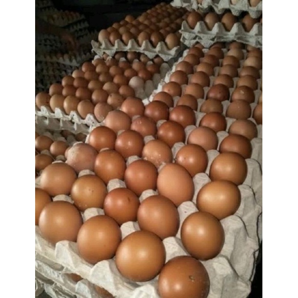 

Telur
