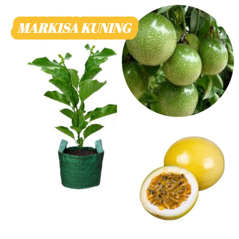 BIBIT MARKISA KUNING RASA ASAM MANIS