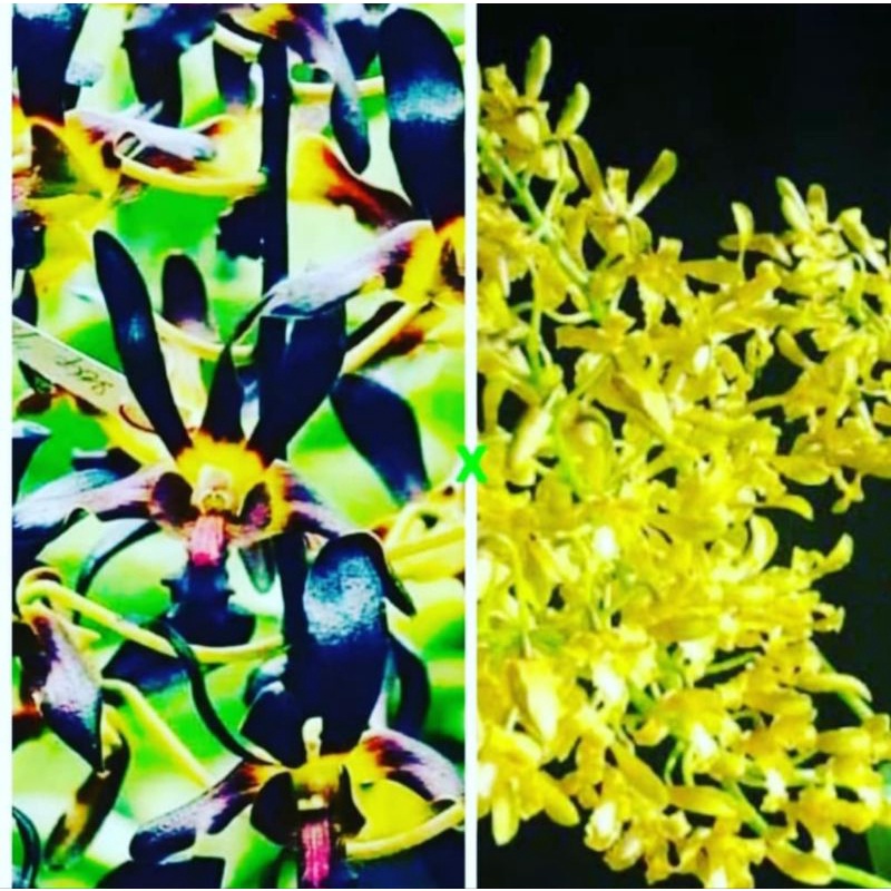 Dendrobium Remaja jumbo  Murah clone import Bangkok