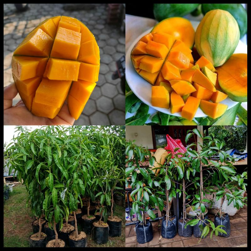 Bibit Mangga Harumanis -Gadung Asli Tinggi 1 Meter Batang Besar Cepat Berbuah