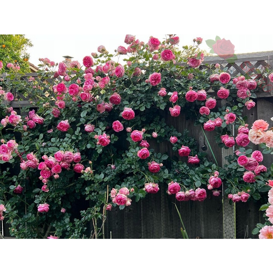 Benih Bibit Biji - Bunga Mawar Rambat Pink / Pink Climbing Rose Flower Seeds - IMPORT