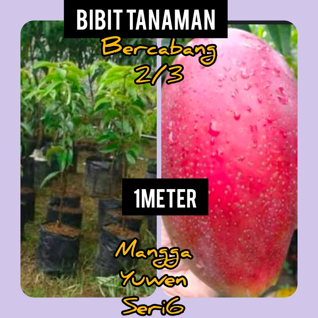 Bibit Mangga Yuwen Seri 6 Tinggi 1 Meter batang bercabang 2 atau 3 cabang by