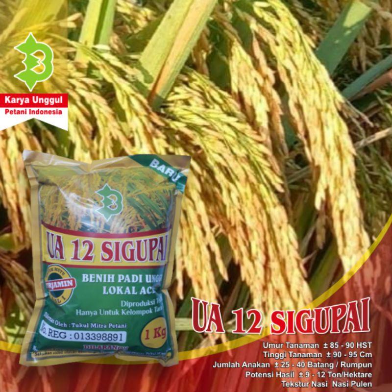 Padi UA12 Sigupai UA 12 Sigupai Galur Lokal Aceh Best Seller