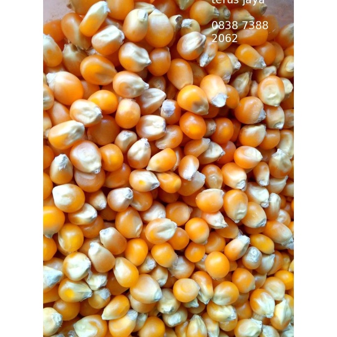 

Popcorn Mushroom kiloan Preferred Jumbo Mushroom Poprcorn