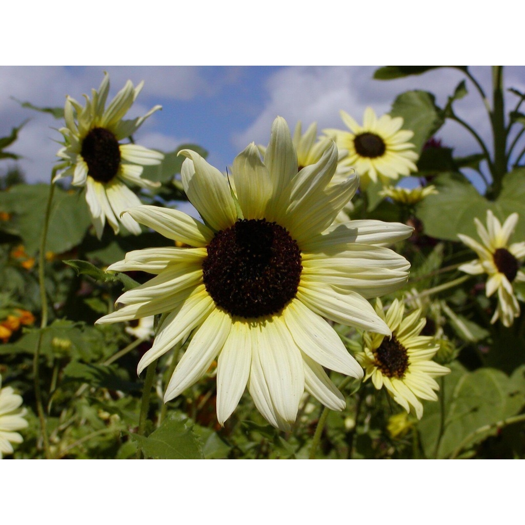 Benih Bibit Biji - Sunflower Vanilla Ice Bunga Matahari Kelopak Kuning Pastel Flower Seeds - IMPORT