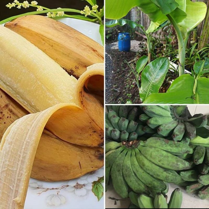 Bibit pohon pisang kepok-bibit pisang kepok