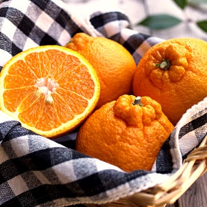 bibit jeruk dekopon hasil okulasi