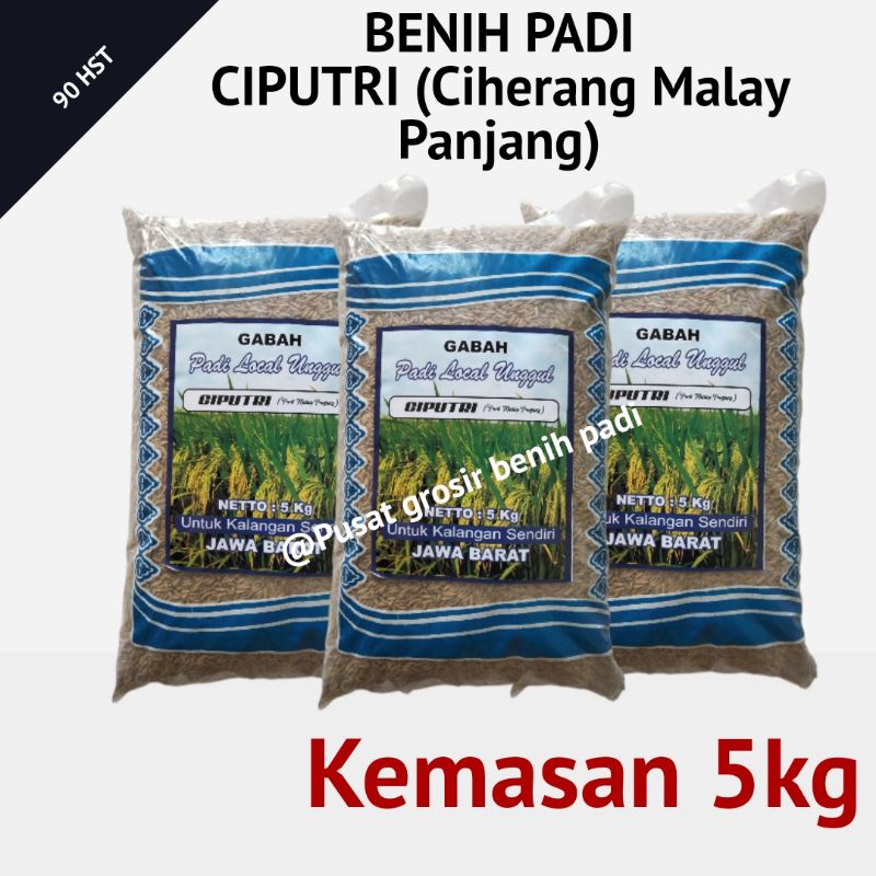 Benih bibit padi CIPUTRI ciherang malay panjang kemasan 5kg